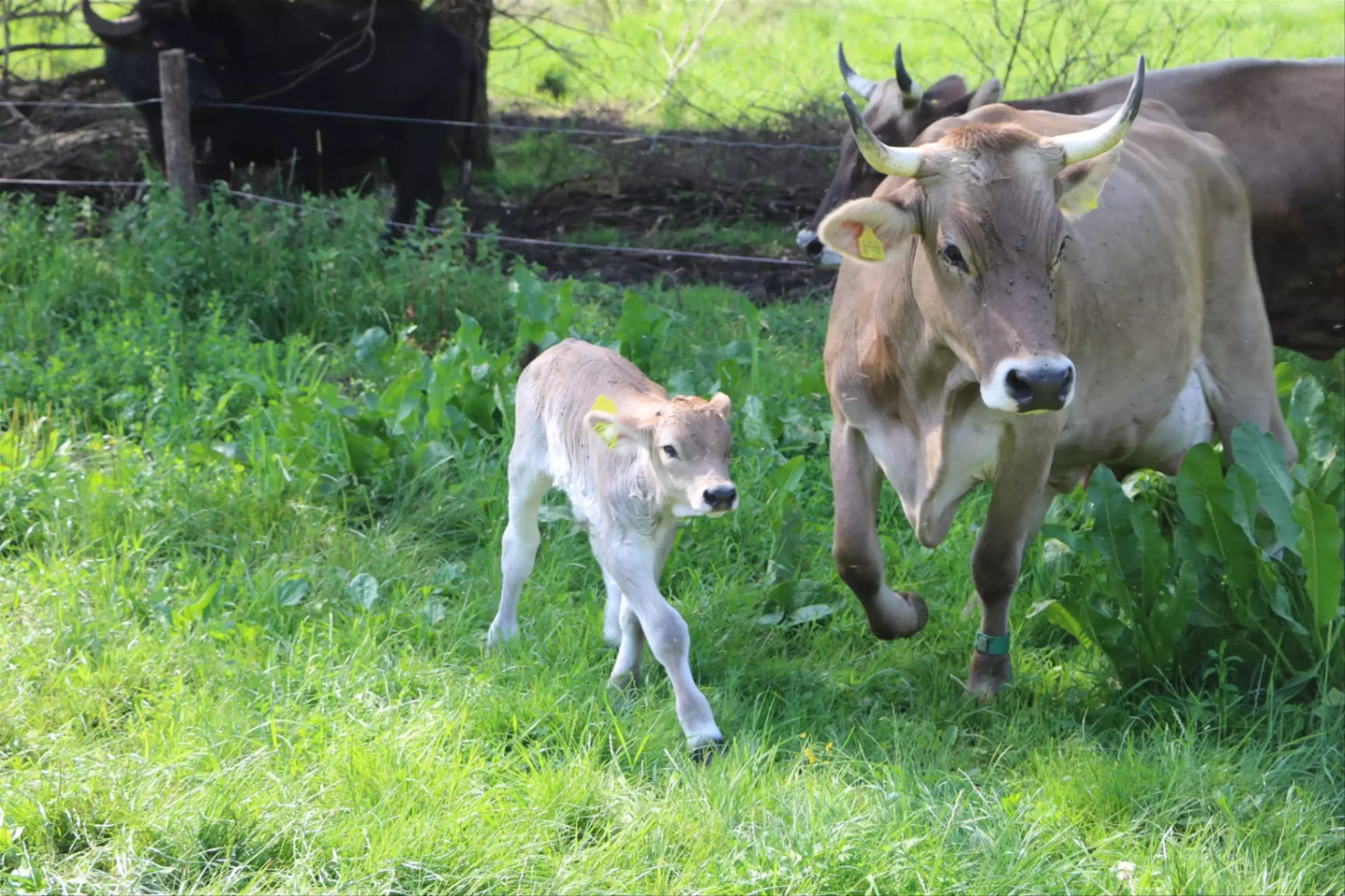 Warum man so selten Kühe auf der Weide sieht